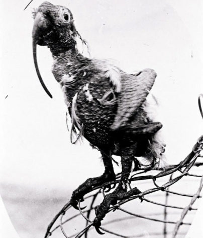 Papagaio Cocky Bennett viveu 120 anos, na Austráia - fotografado em em 1914, aos 118 ano