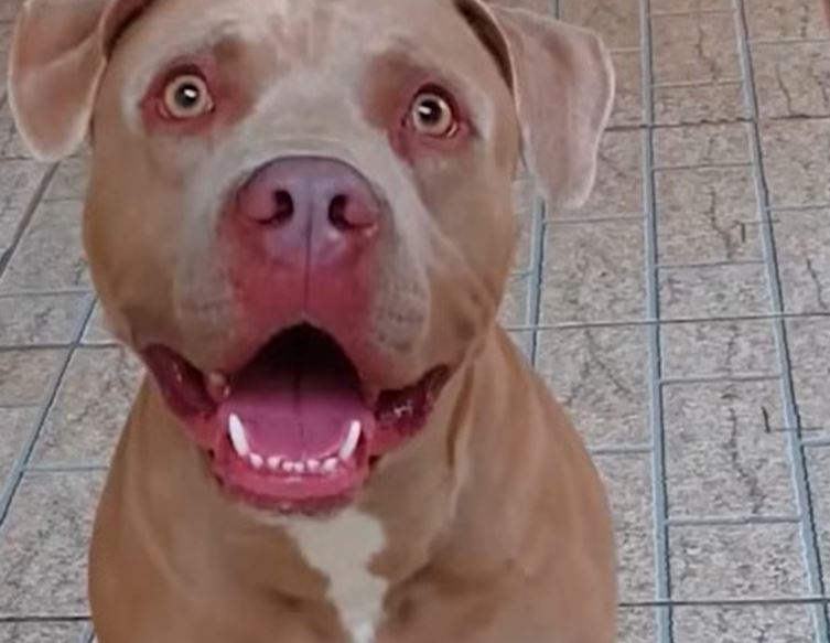 A lei estadual determina, afinal, que cães das raças American Pit Bull Terrier, Fila, Rottweiller, Dobermann, Bull Terrier e Dogo Argentino só podem circular com guia de no máximo 1,5 metro e munidos de focinheira. Mas há casos que ocorrem, inclusive, em casa. 