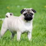 Pug - Imagem de Katrinbechtel por Pixabay