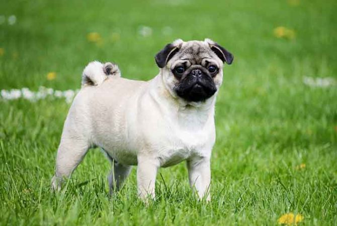 As raças de cachorros mais caras do mundo