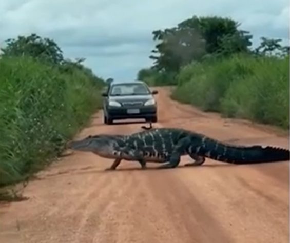 Jacaré atravessa estrada no Tocantins