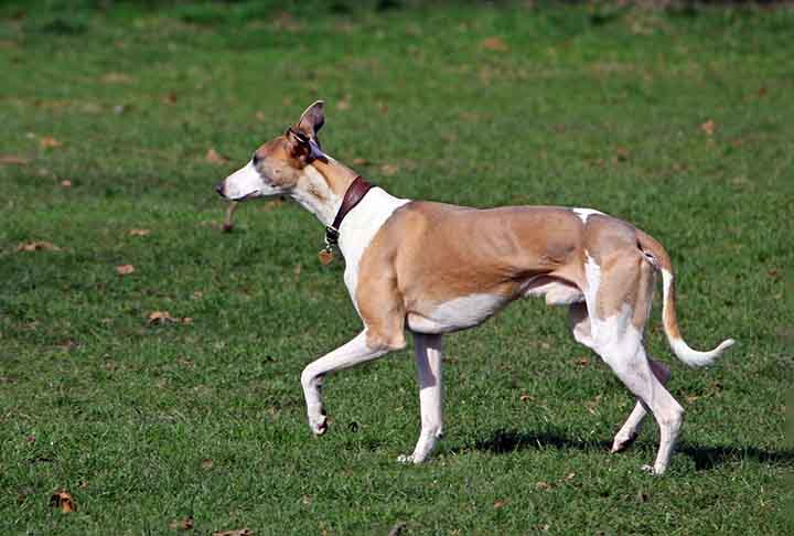 O whippet, originÃ¡rio nos campos do norte da Inglaterra, Ã© um cÃ£o de caÃ§a e bom de corrida. Sua velocidade fazia com que os camponeses os utilizassem como caÃ§adores - chegam atÃ© a 60km/h!