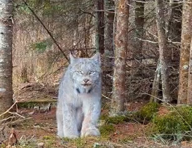 Felino raro é flagrado em floresta remota dos EUA
