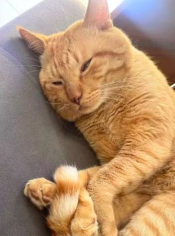 Gato ataca família e história repercute na web
