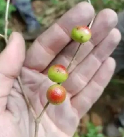 Pesquisadores do Jardim Botânico descobrem nova espécie de árvore frutífera no RJ