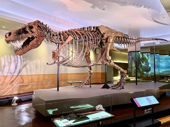 Após uma batalha legal, o esqueleto de Sue foi leiloado em 1997 por um valor recorde na época (US$ 8,36 milhões), sendo adquirido pelo Field Museum of Natural History de Chicago, onde permanece em exposição.