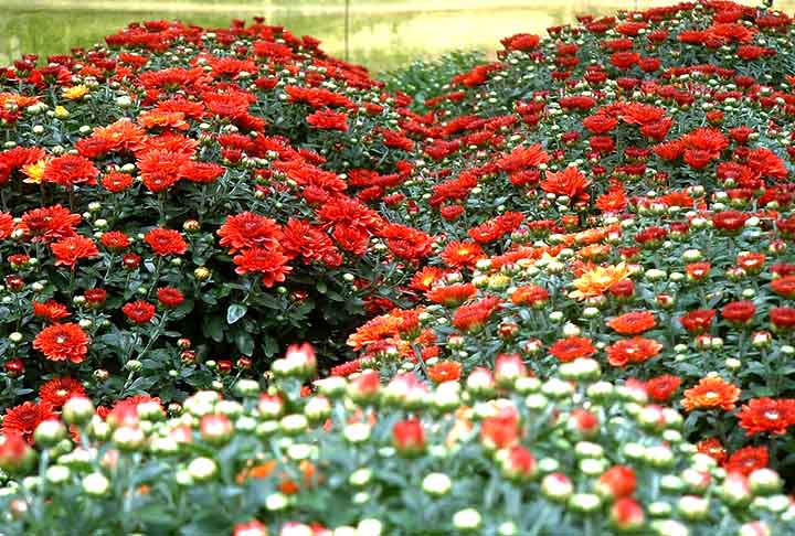 O Veiling Holambra é hoje um moderno complexo que detém 45% da comercialização de flores e plantas no Brasil. São cerca de 3.500 tipos com diferentes cortes, tamanhos de vaso, cores e apresentações. O leilão permite a venda de grandes lotes com rapidez.