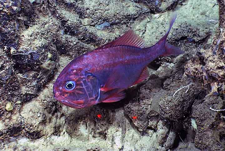 O peixe-relógio (Hoplostethus atlanticus) vive em todos os oceanos do mundo. No entanto, raramente é visto porque vive em áreas a mais de 900 metros de profundidade. 
 - Flickr NOAA OKEANOS EXPLORER
