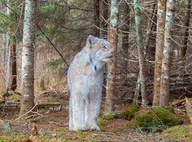 Felino raro é flagrado em floresta remota dos EUA