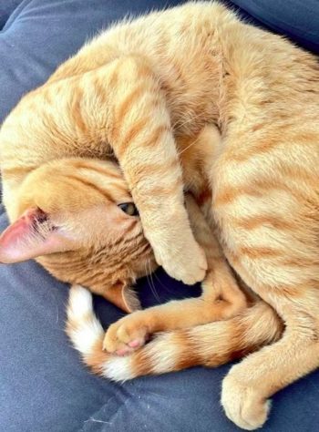Gato ataca família e história repercute na web