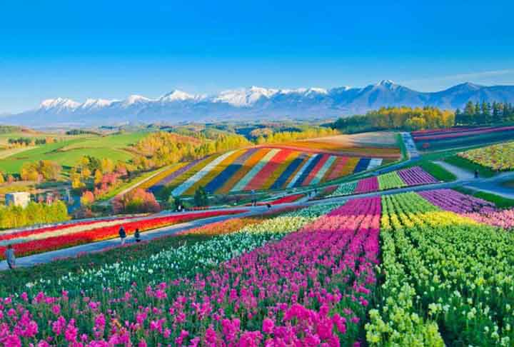 Campos de flores : beleza colorida e perfume no ar