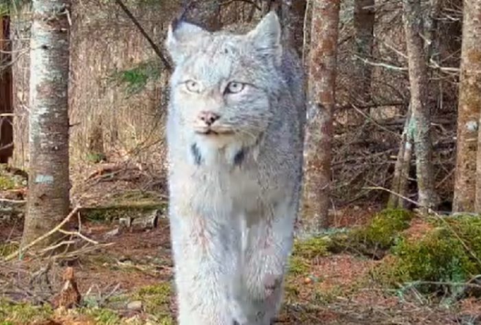 Felino raro é flagrado em floresta remota dos EUA