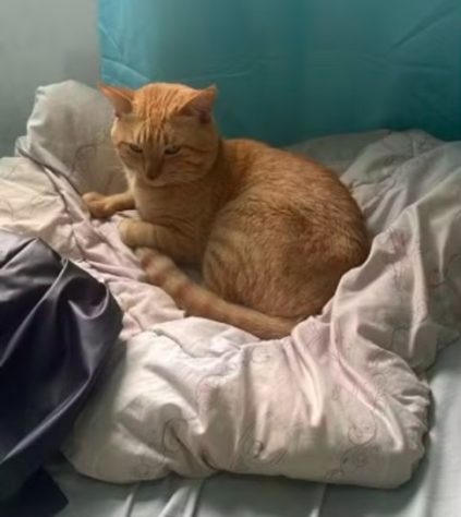 Gato ataca família e história repercute na web