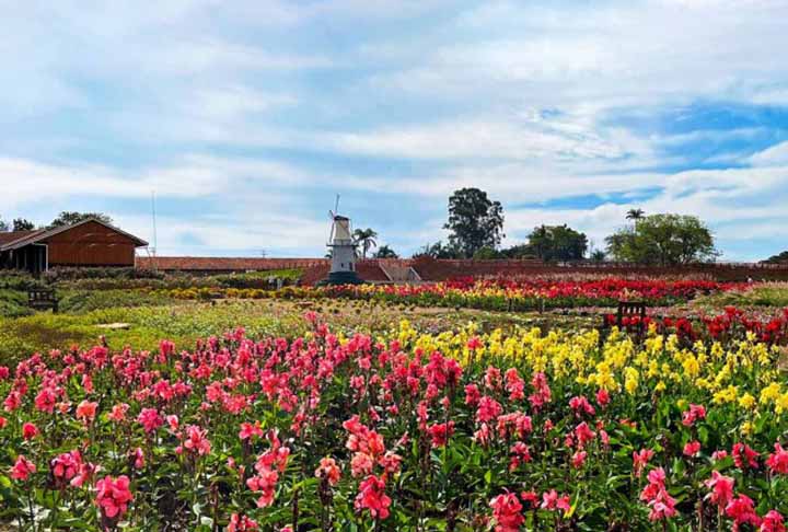 O projeto inicial dos imigrantes holandeses era fazer de Holambra a maior produtora de leite da região, e não de flores. Entretanto, por problemas relacionados ao clima, o gado vindo da Holanda não se adaptou e toda a produção fracassou. 