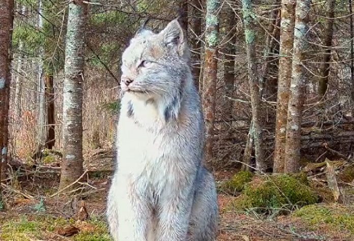 Felino raro é flagrado em floresta remota dos EUA