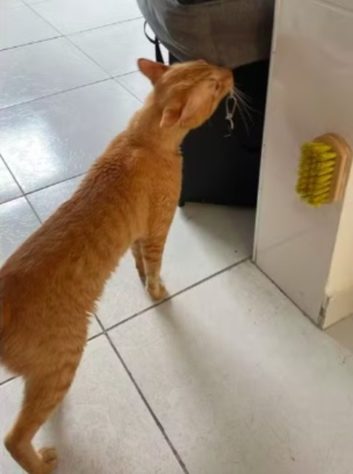 Gato ataca família e história repercute na web