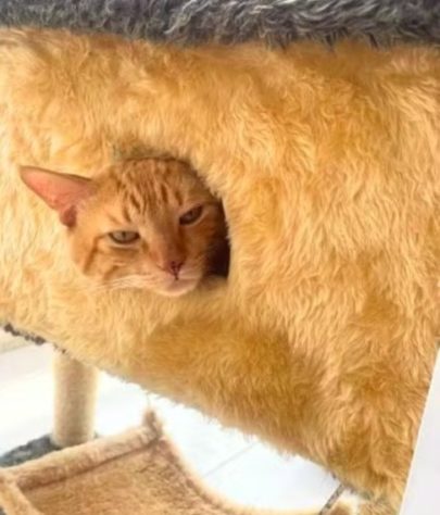 Gato ataca família e história repercute na web