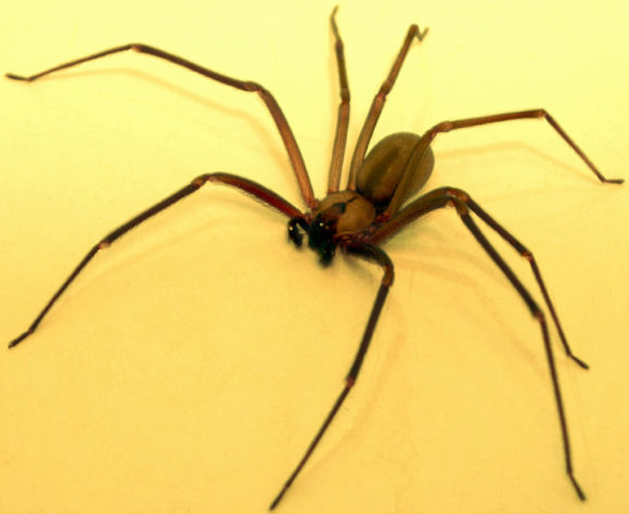 Aranha-violinista (loxosceles reclusa)