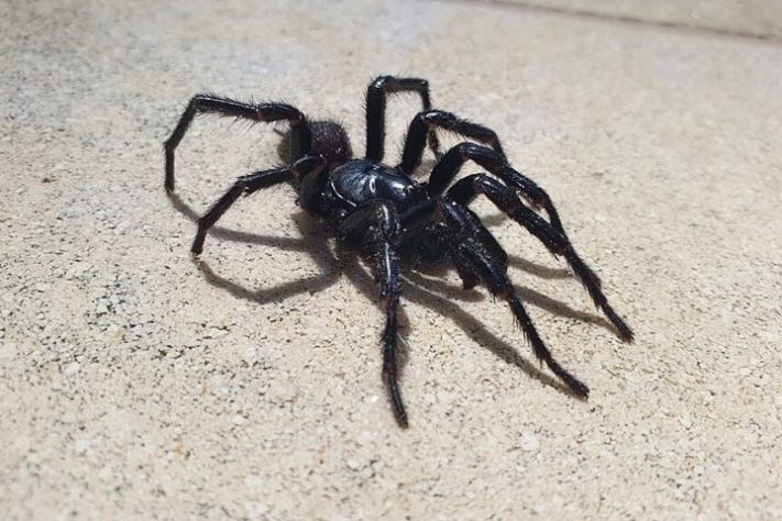 Aranha-teia-de-funil (Atrax)