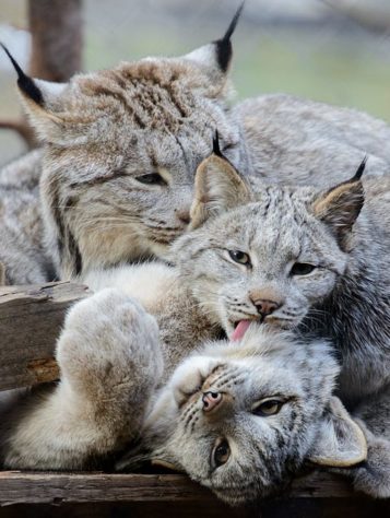 Lince-do-canadá