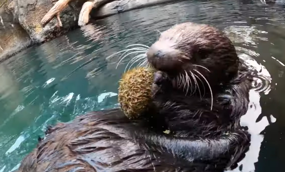 Eles acreditam que as duas lontras tenham chegado do estado de Washington, que fica ao norte, onde existe uma população da espécie com cerca de 2 mil indivíduos dessa espécie. Vieram e permaneceram juntas. 