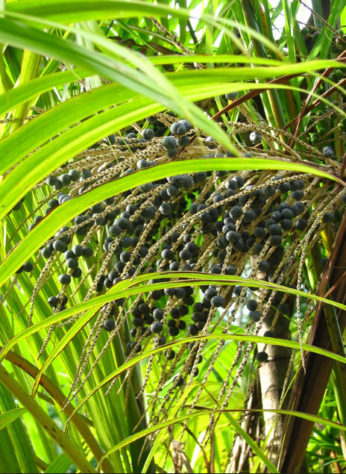 Açaí