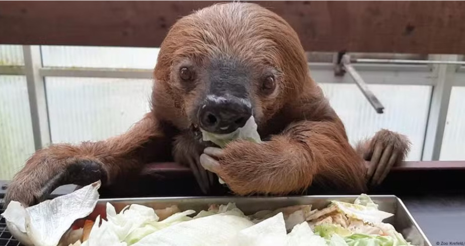 Morre o bicho-preguiça mais velho do mundo; saiba sua idade