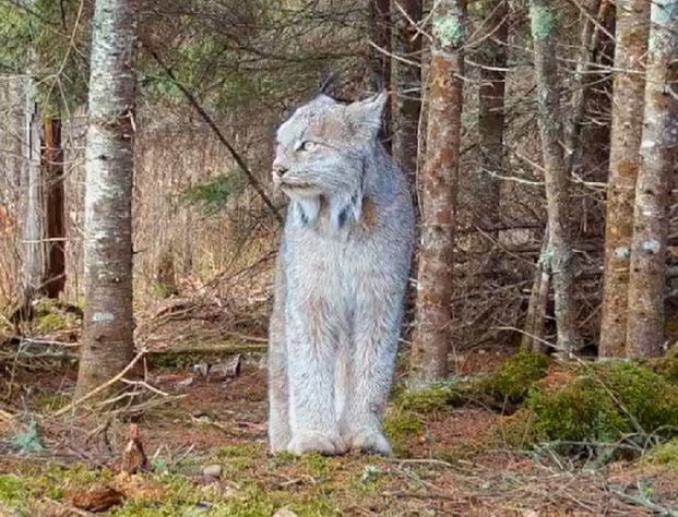 Felino raro é flagrado em floresta remota dos EUA
