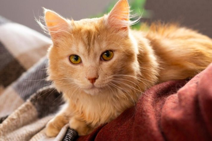 Gato