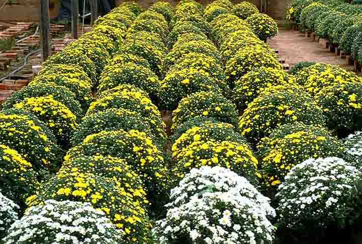 O evento é anual e atrai turistas de todo o Brasil, sempre com novidades e tendências em flores e plantas ornamentais, além de oferecer uma imersão na cultura holandesa, com gastronomia, danças típicas e atividades para toda a família.