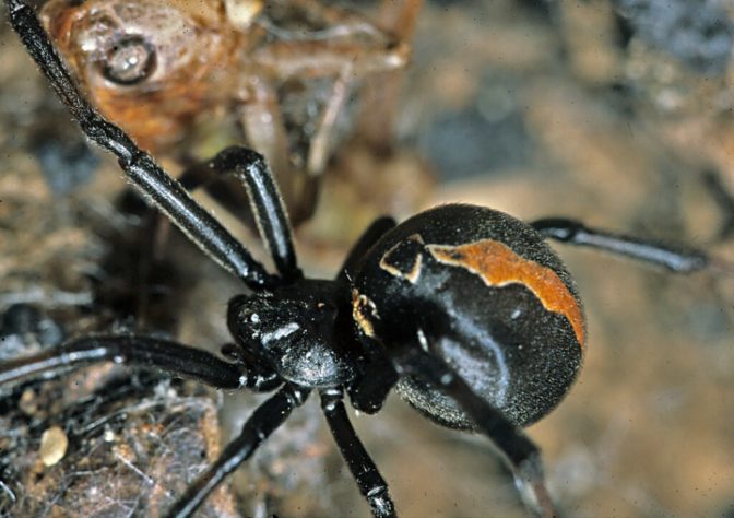 Aranha-de-costas-vermelhas (Latrodectus hasselti)