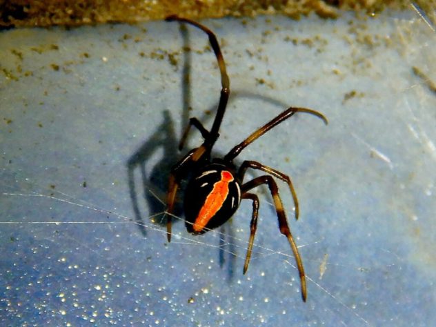 Aranha-de-costas-vermelhas (Latrodectus hasselti)