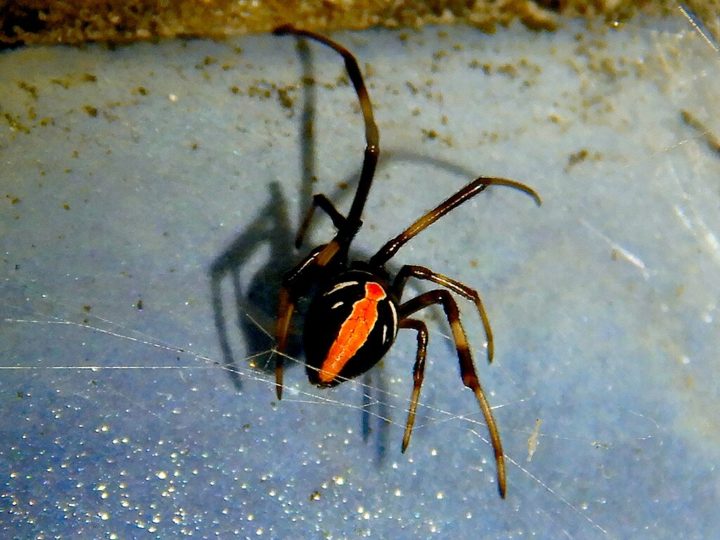 O veneno da aranha-de-costas-vermelhas Ã© neurotÃ³xico, contendo latrotoxina, que afeta o sistema nervoso. Embora as picadas sejam dolorosas, os casos fatais sÃ£o extremamente raros devido Ã  disponibilidade de tratamento.