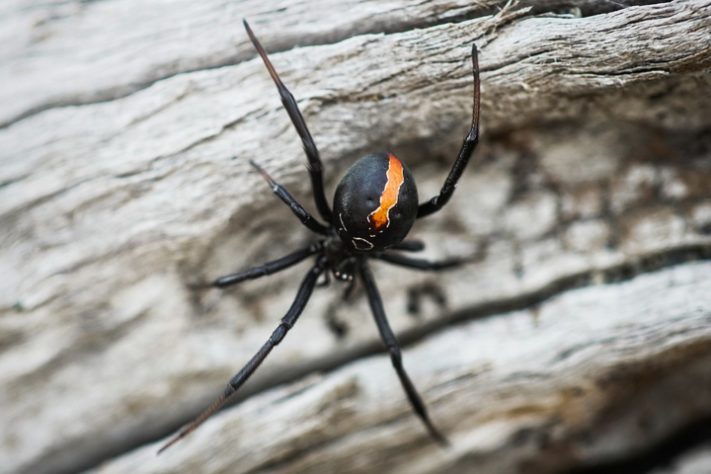 Viúva-negra (Latrodectus)