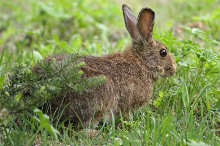 lebre-americana (Lepus americanus)