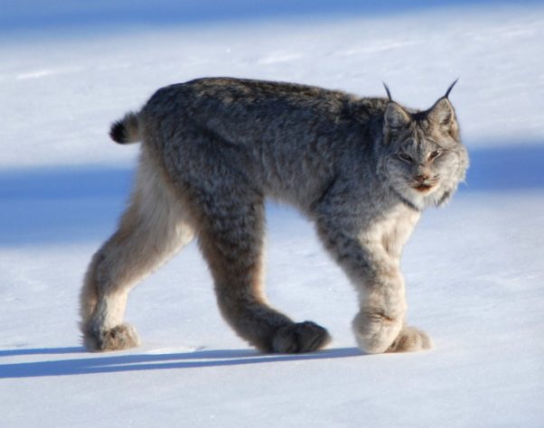 Lince-do-canadá