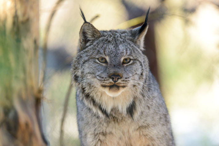 Lince-do-canadá