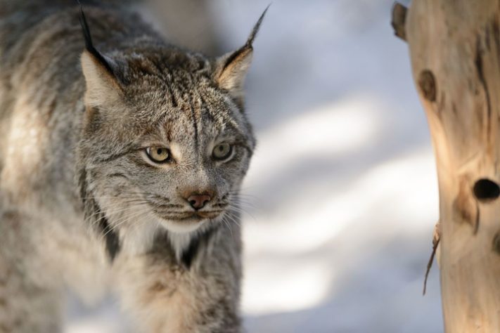 Lince-do-canadá