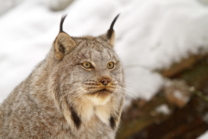 Lince-do-canadá