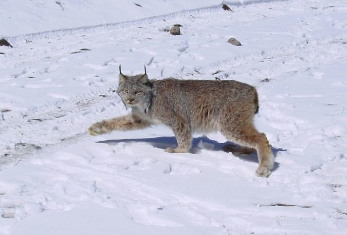 Lince-do-canadá