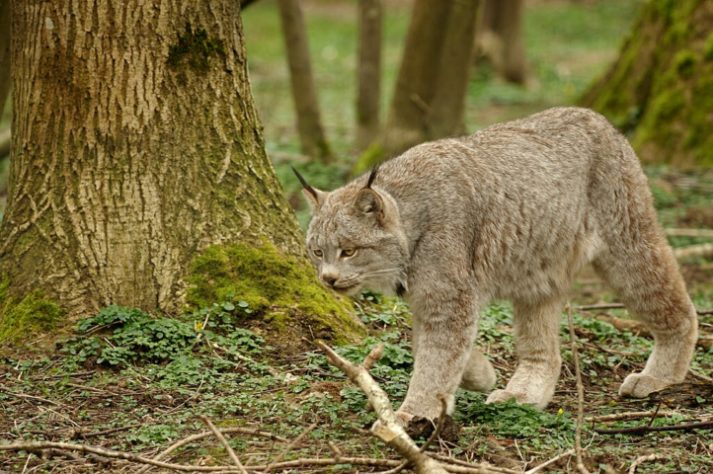 Lince-do-canadá