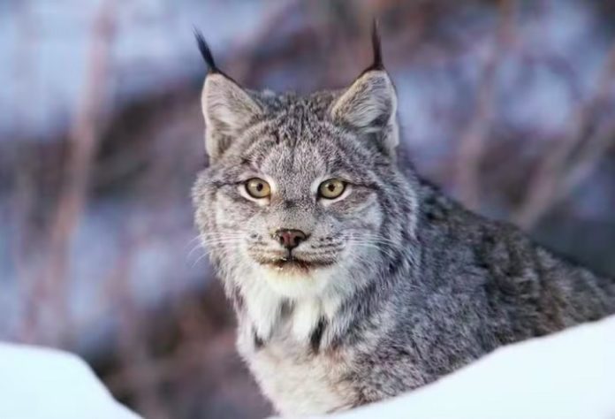 Lince-do-canadá