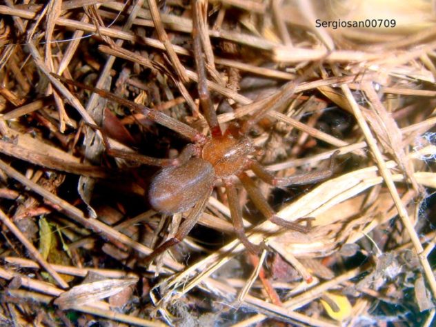 Aranha-marrom (Loxosceles)