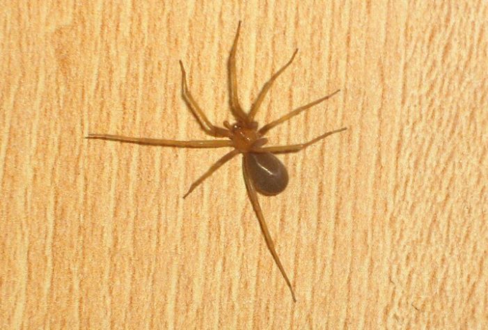 Aranha-marrom (Loxosceles)