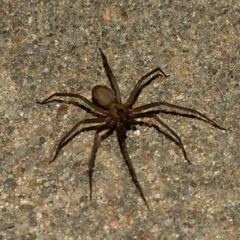 Aranha-violinista (loxosceles reclusa)