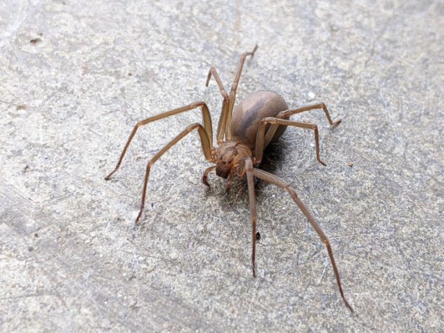 Aranha-violinista (loxosceles reclusa)