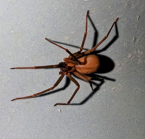 Aranha-violinista (loxosceles reclusa)