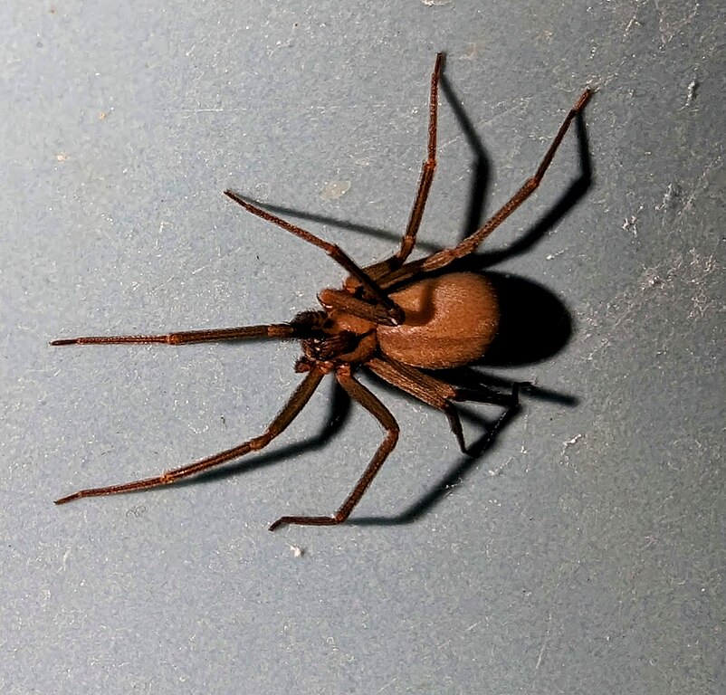 Apesar de inicialmente ser indolor, a picada da aranha-violinista pode causar a destruiÃ§Ã£o de cÃ©lulas e tecidos no local da picada, como no caso do jovem de 23 anos. ConheÃ§a outras aranhas venenosas pelo mundo!