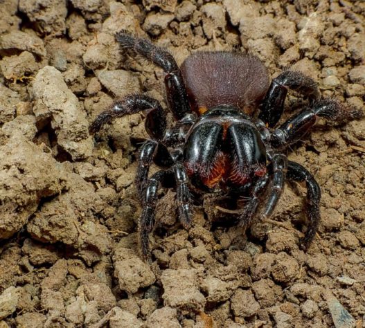 Aranha-rato (Missulena)