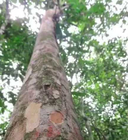Pesquisadores do Jardim Botânico descobrem nova espécie de árvore frutífera no RJ